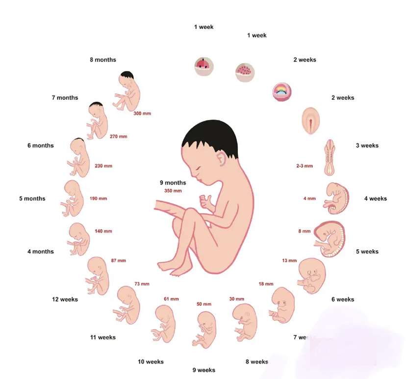 Schwangerschaft des Menschen Online-Puzzle