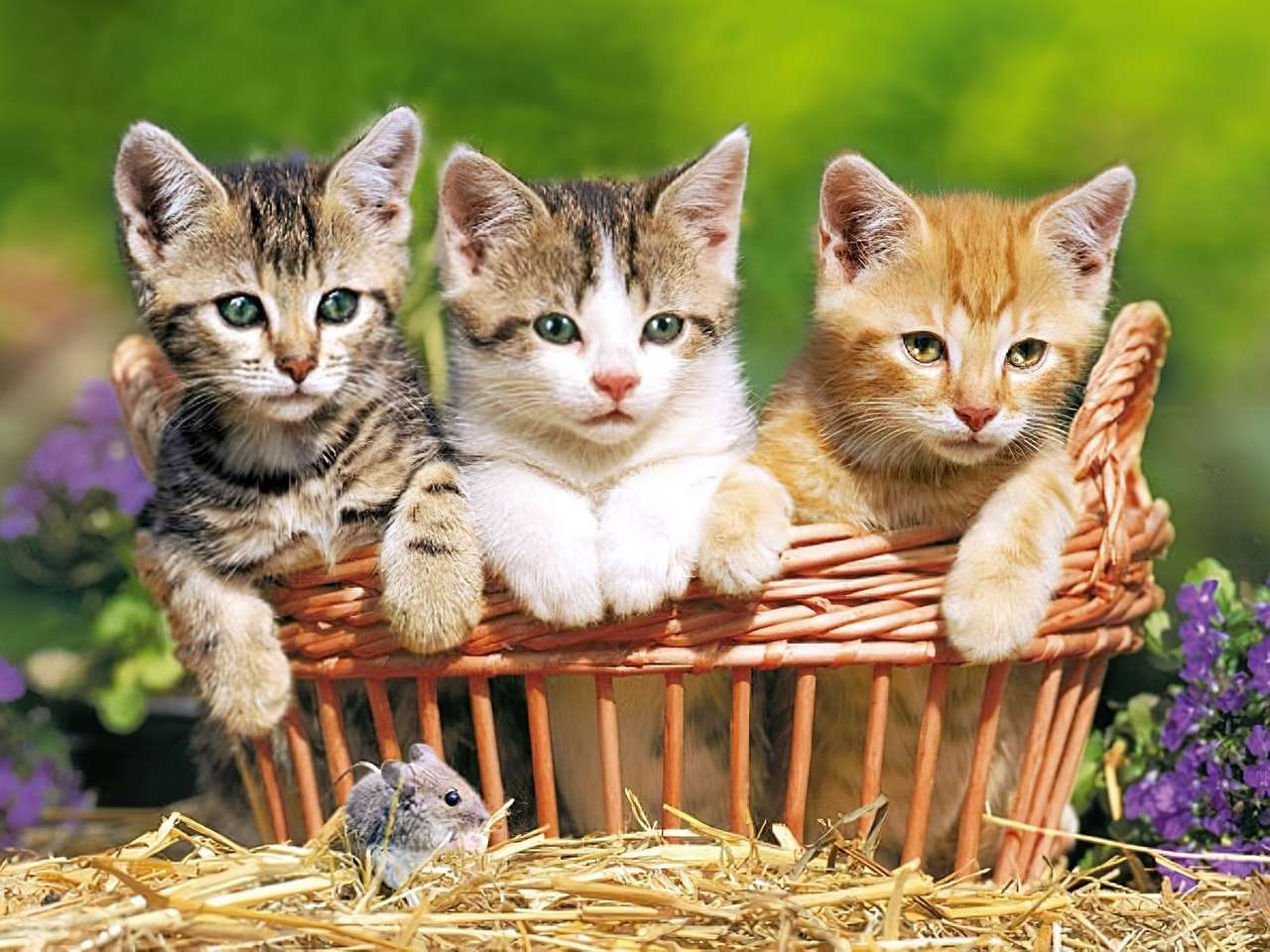 Tre kattungar i korgen Pussel online