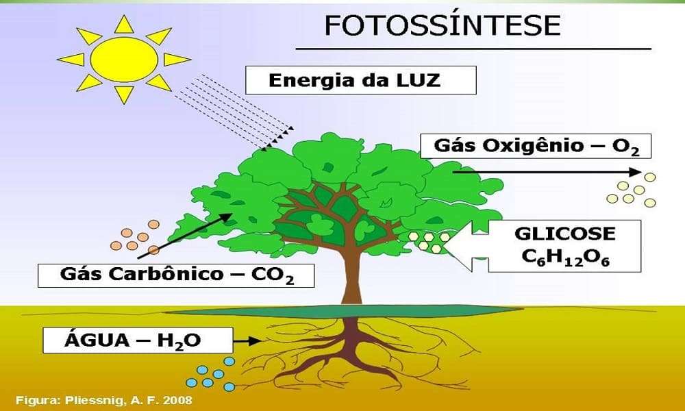 Photosynthese Puzzlespiel online