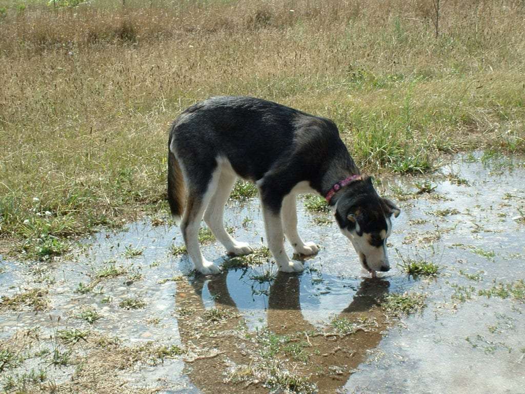 cane d'acqua puzzle online