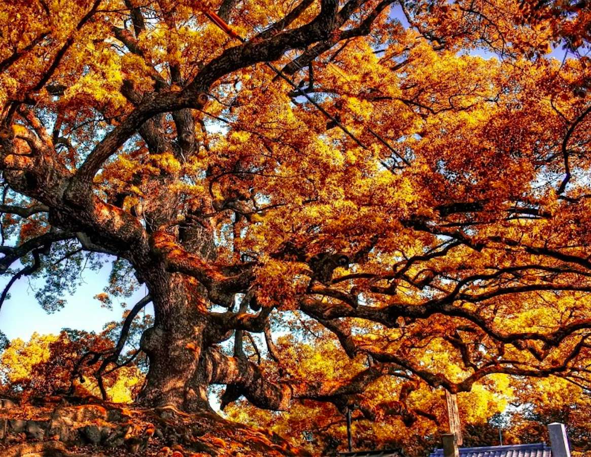 Velký, obrovský strom online puzzle