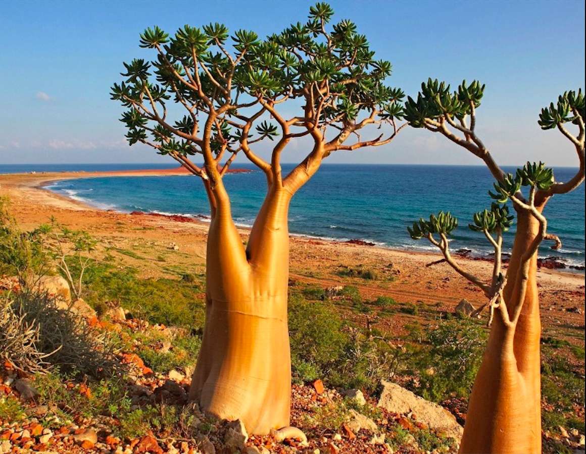 イエメン - ソコトラ島 - 美しい木 オンラインパズル