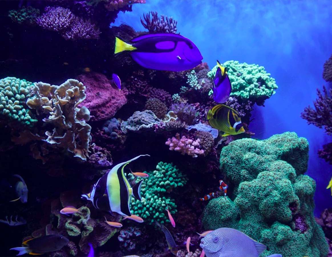 Alge și pești de acvariu puzzle online