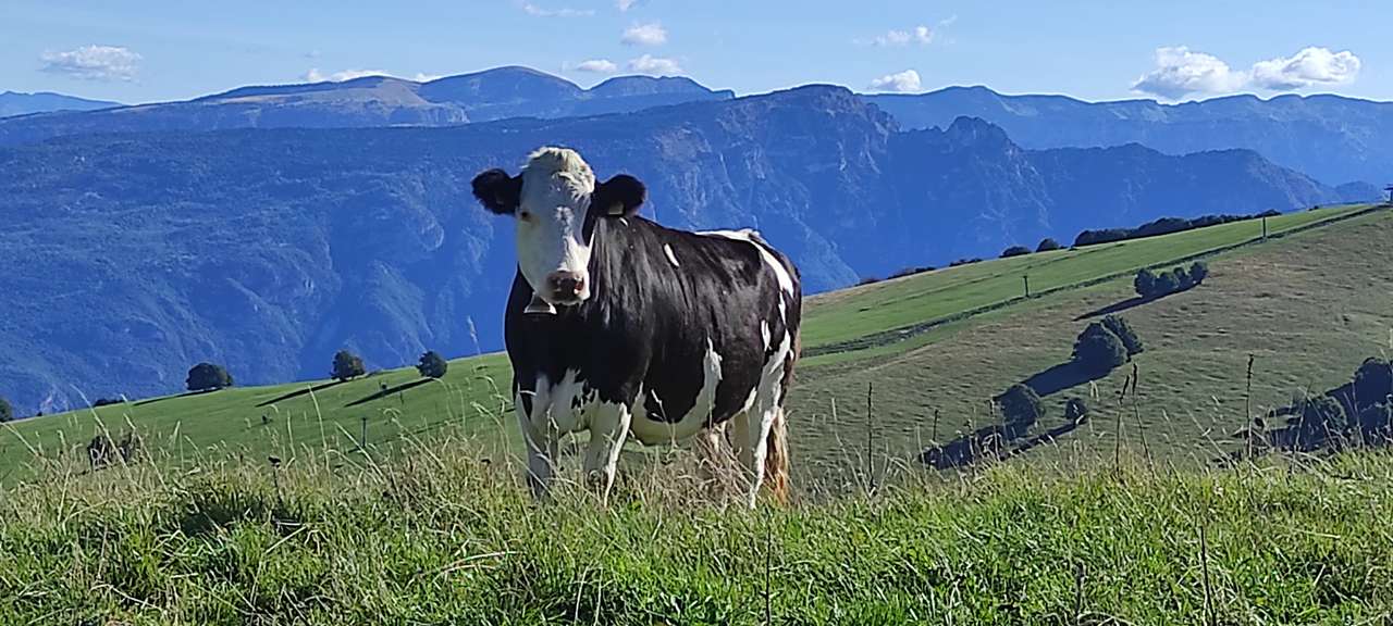 Vaca en el prado rompecabezas en línea