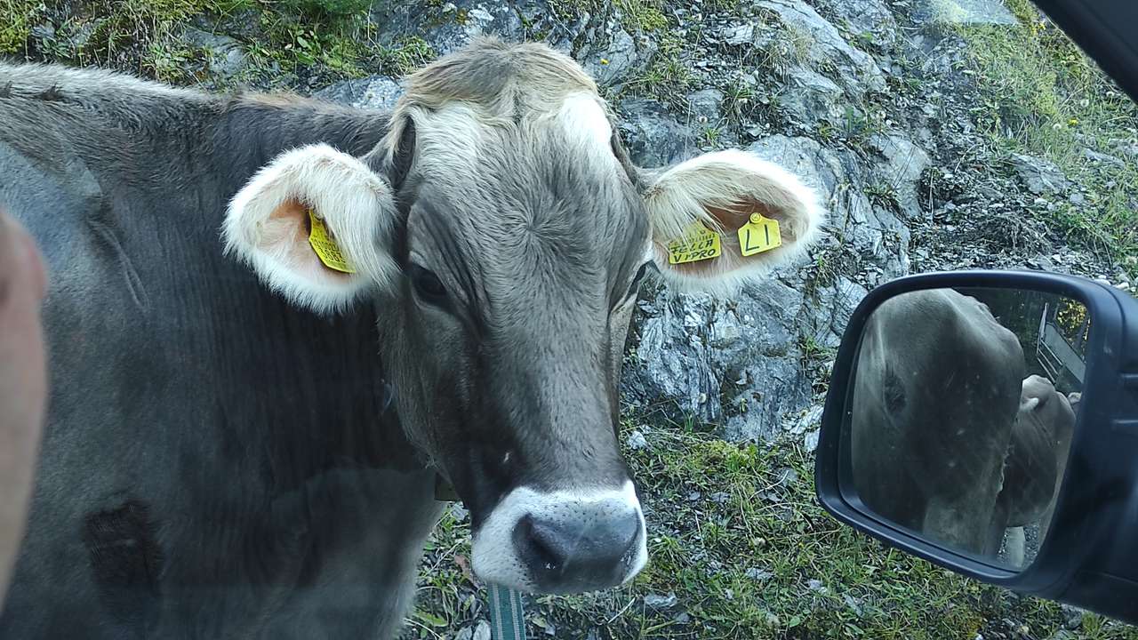 Δωρεάν περίεργη αγελάδα παζλ online