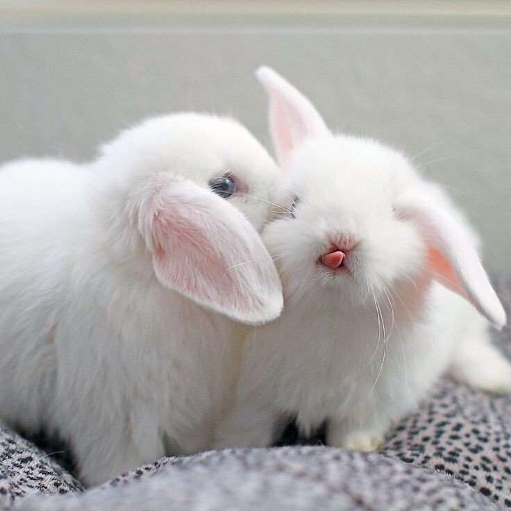 маленькие кролики онлайн-пазл