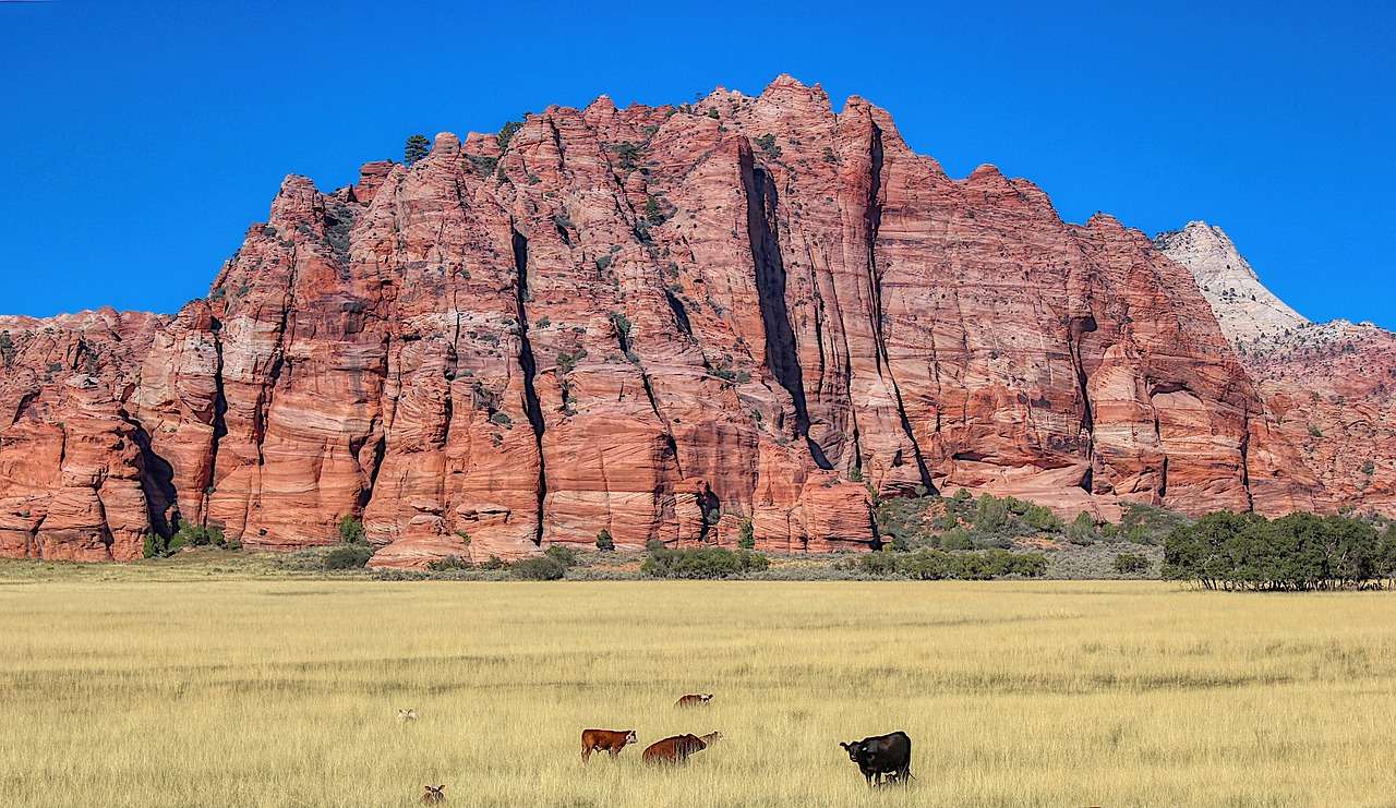 Red Rocks Prairie Grass Cows онлайн пъзел