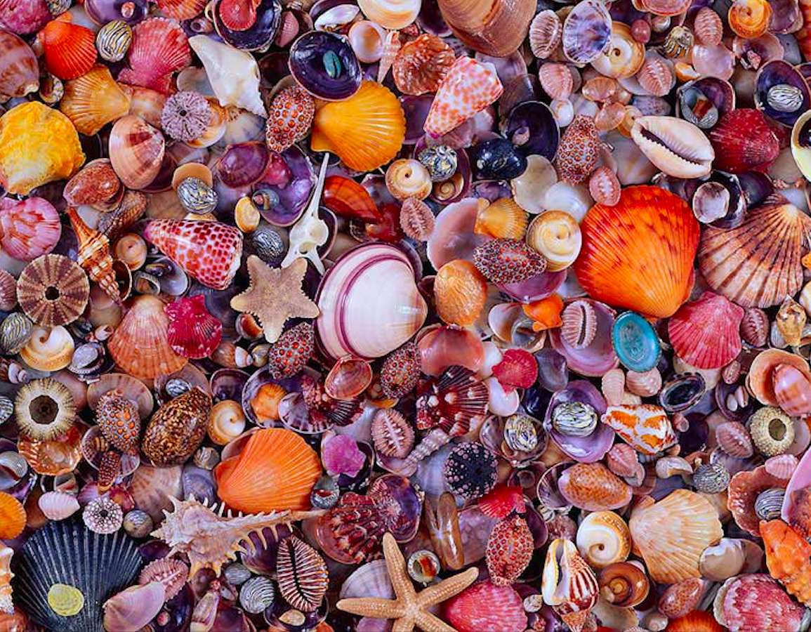 Ракушки, морские ракушки - сокровища моря онлайн-пазл