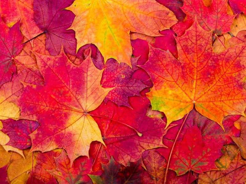 Осенние листья пазл онлайн
