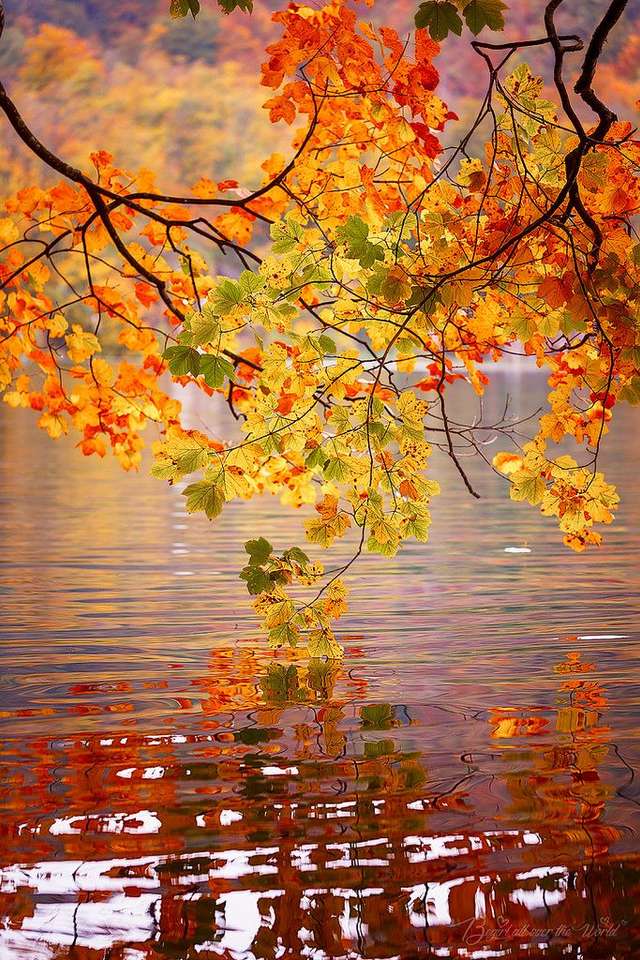 Outono na margem do lago puzzle online