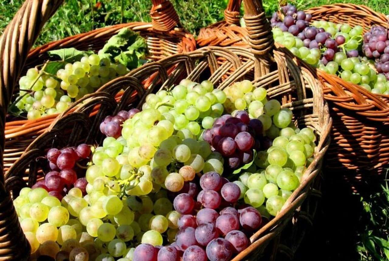 Beérett a szőlő kirakós online