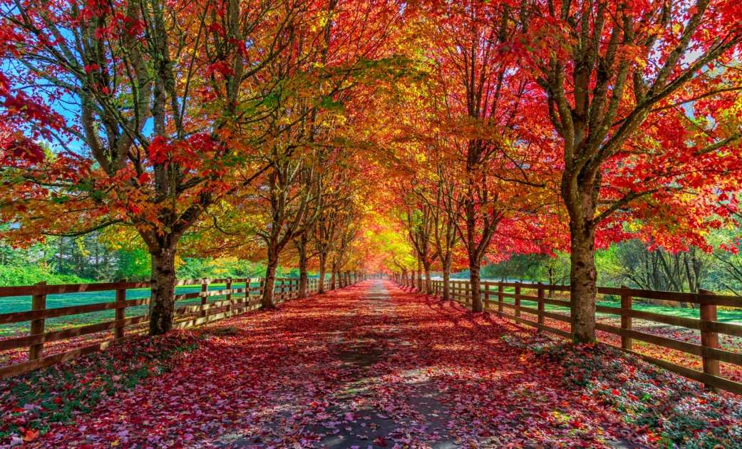 Barevný podzim s alejí stromů a polí skládačky online