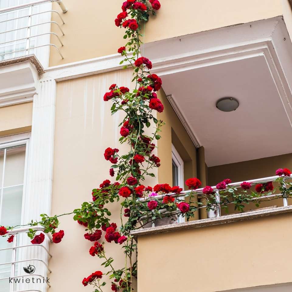 Trandafir cățărător pe balcon puzzle online