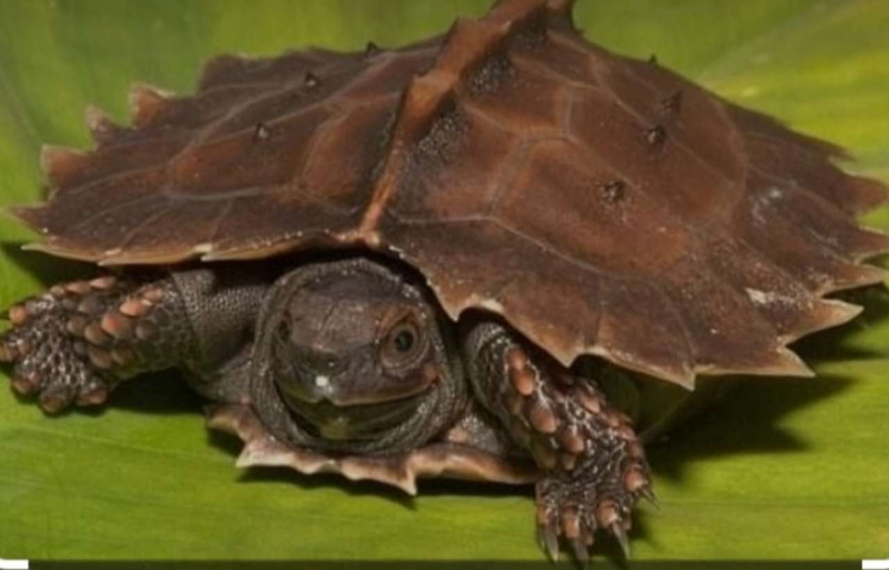 zeeschildpad online puzzel