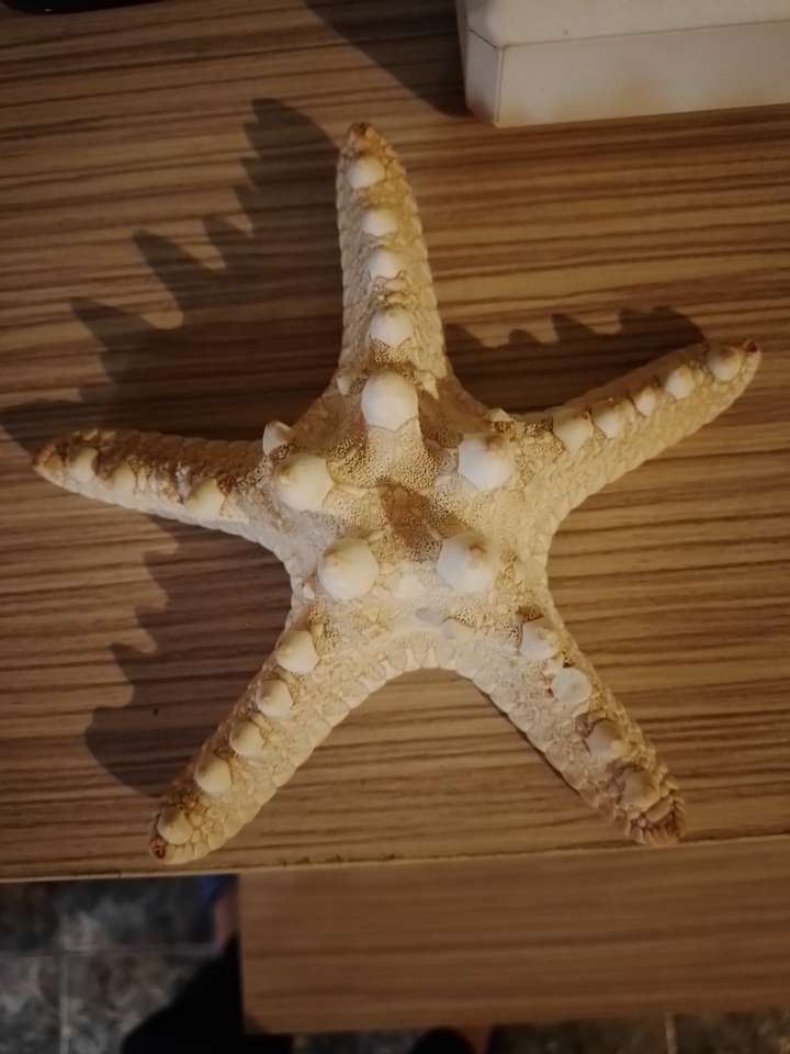Starfish puzzle online