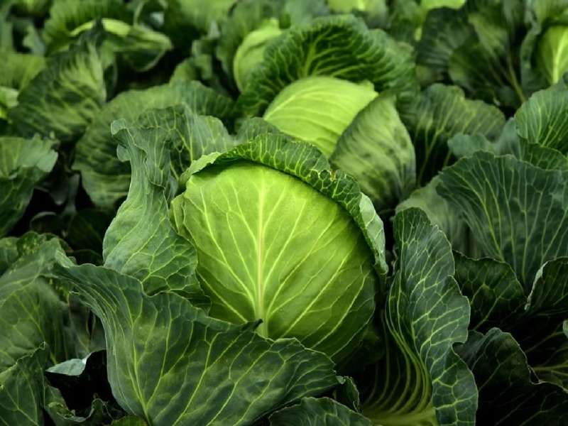 Delicious, healthy Italian cabbage, great for cabbage rolls jigsaw puzzle online