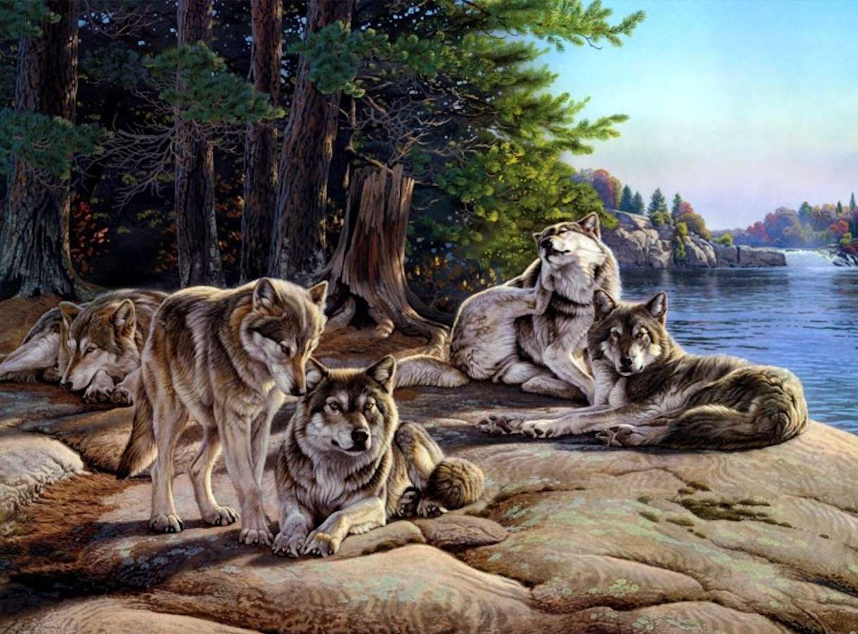Smečka krásných vlků u jezera online puzzle