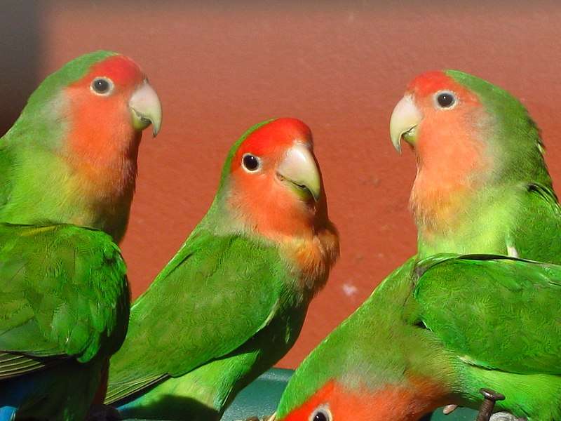 вълнисти папагалчета онлайн пъзел