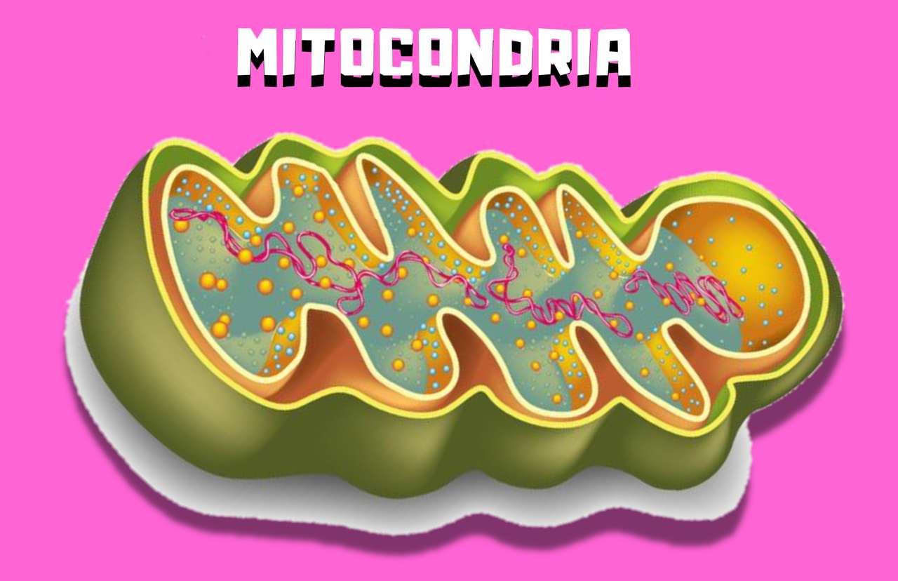 mitochondrie online puzzle