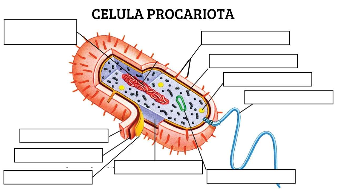 Celula procariota puzzle online