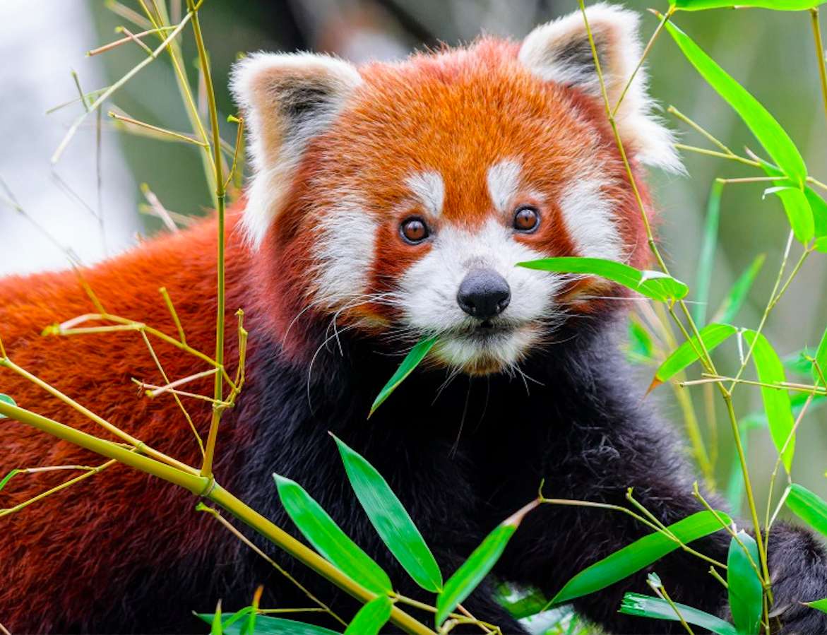 Panda rosso carino puzzle online