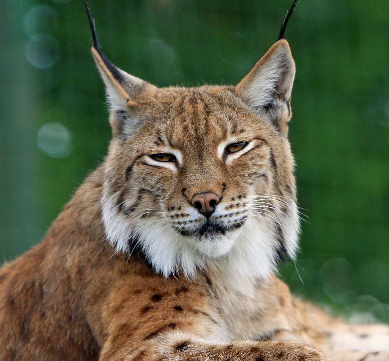 Predatory animal - lynx online puzzle