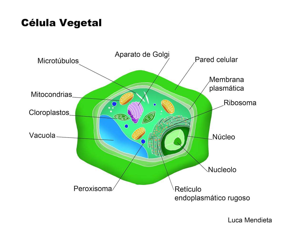 cellula vegetale puzzle online