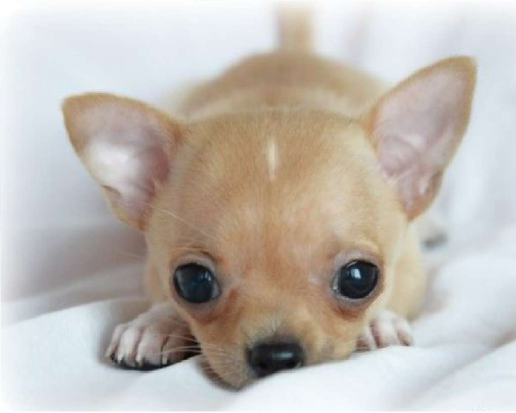 baby chihuahua Pussel online