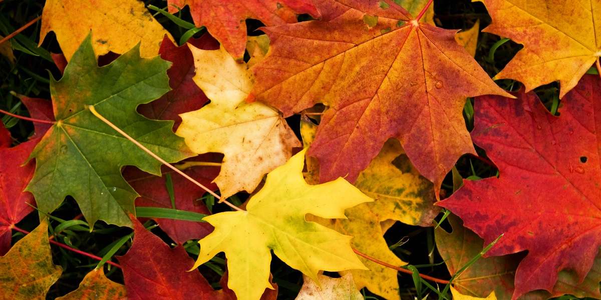 Tappeto di foglie puzzle online