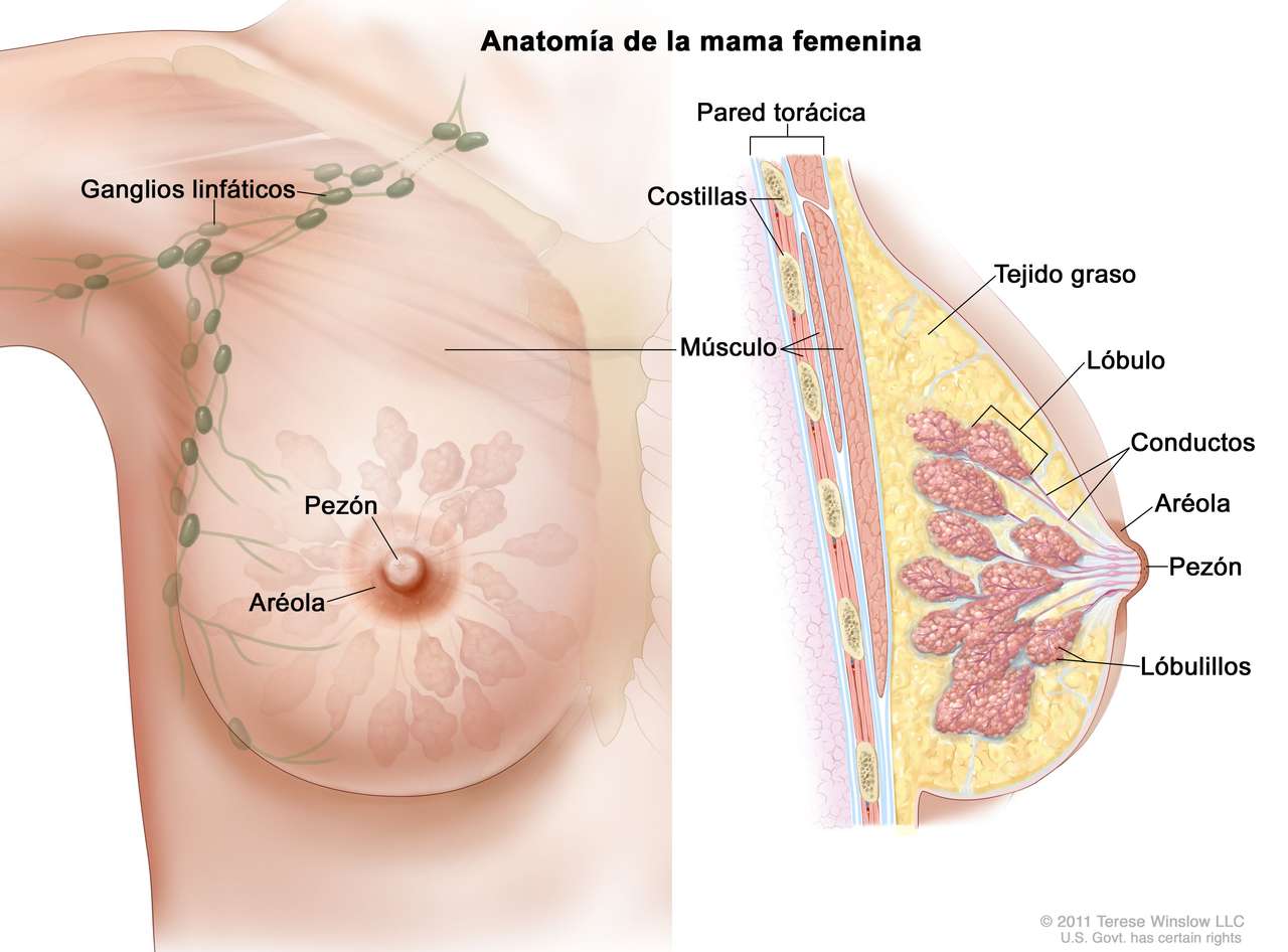 Organes féminins (seins) puzzle en ligne
