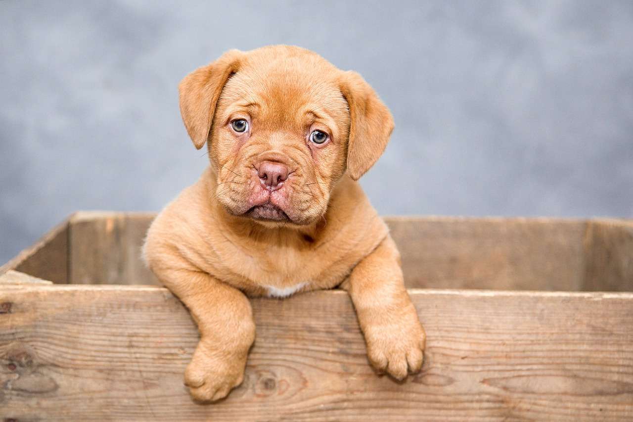 Lindo perro marrón de pura raza rompecabezas en línea