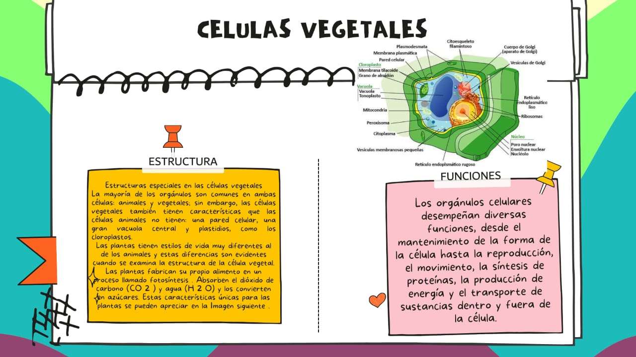 植物細胞についてのパズル オンラインパズル