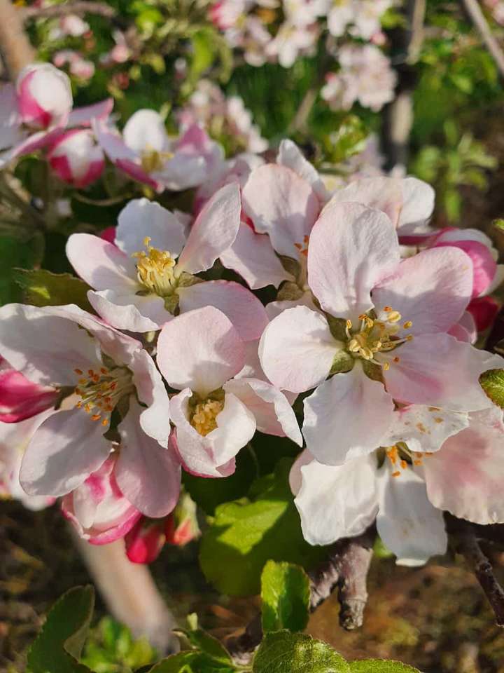 apple blossom online puzzle