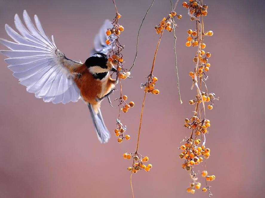 Esotico uccellino-colibrì puzzle online