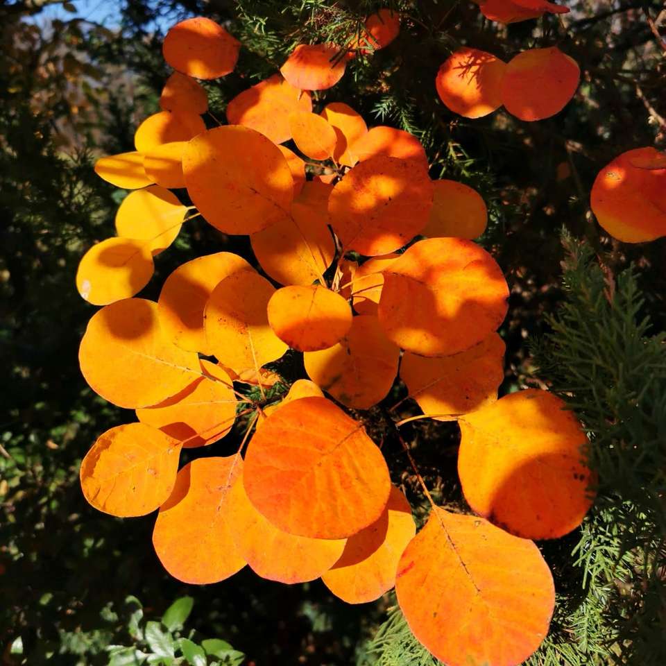 цветни есенни листа онлайн пъзел