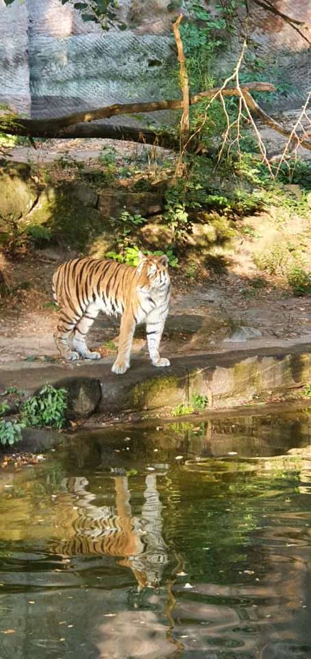 Tigri lângă apă jigsaw puzzle online