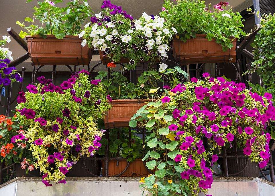 Λουλούδια για τη βεράντα ή το μπαλκόνι παζλ online