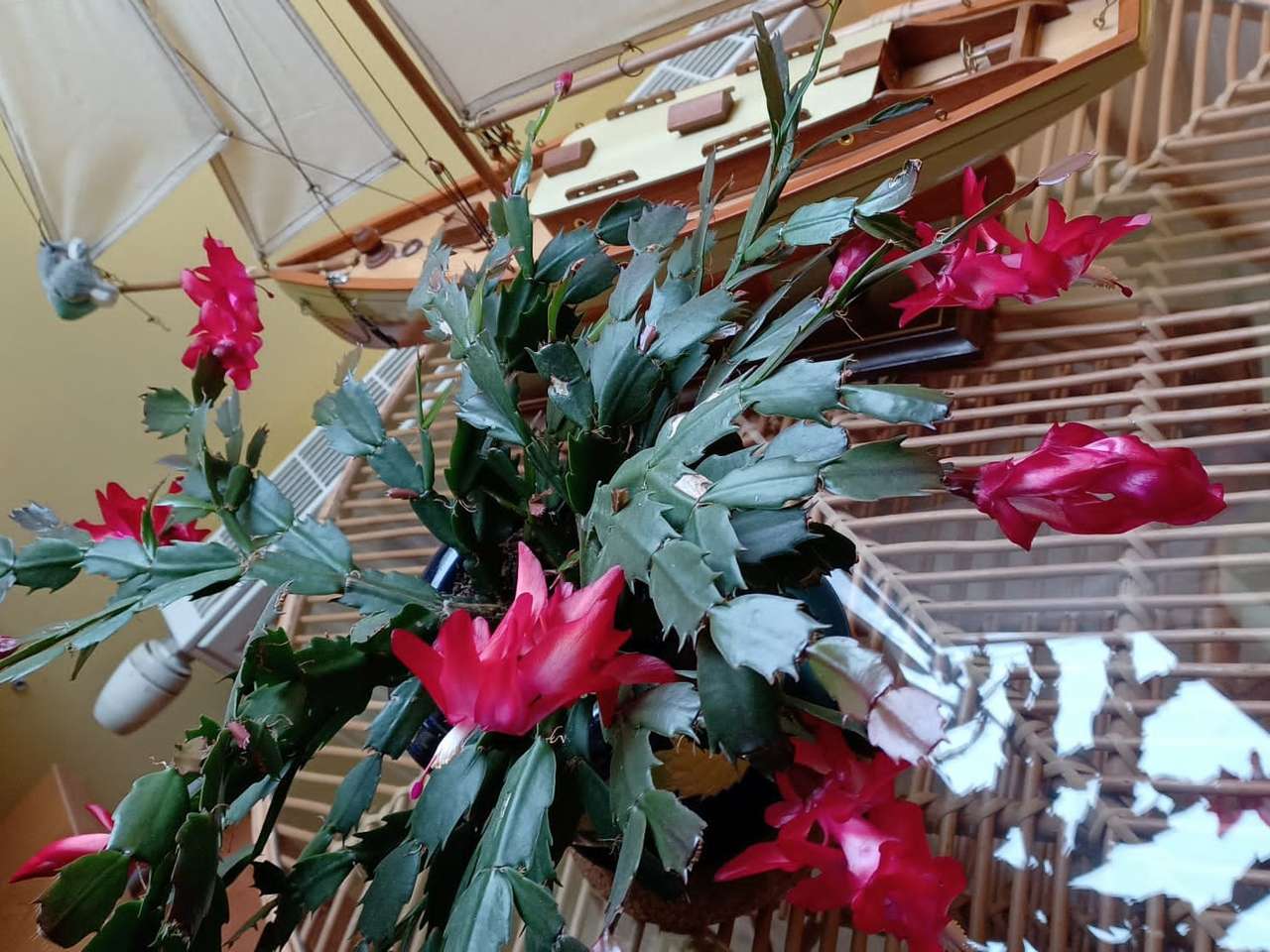 cactus en fleurs et bateau puzzle en ligne