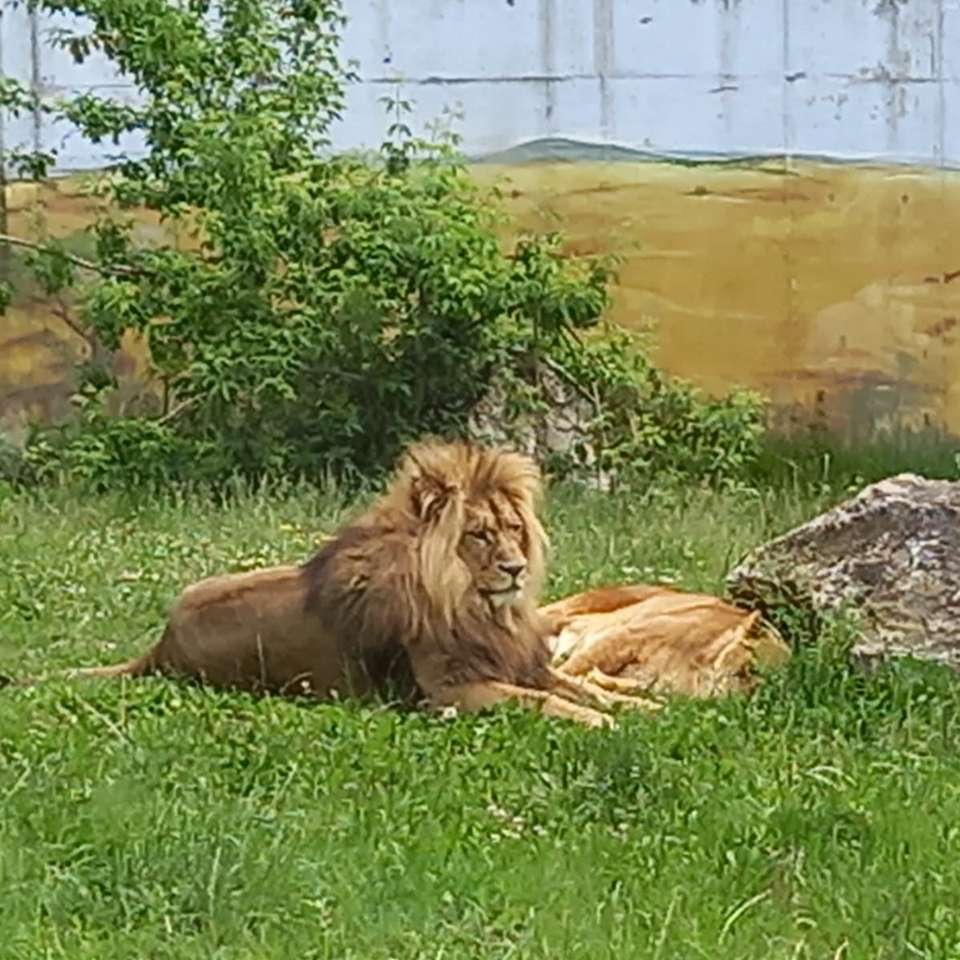 coppia di leoni sull'erba puzzle online
