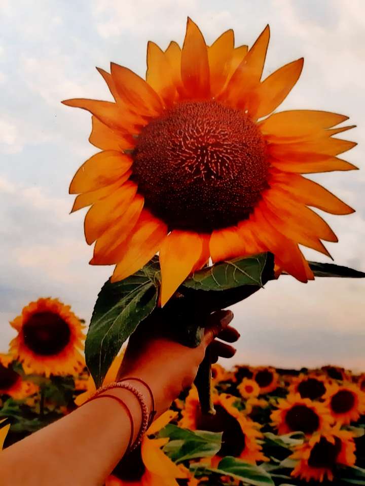 girasol rompecabezas en línea