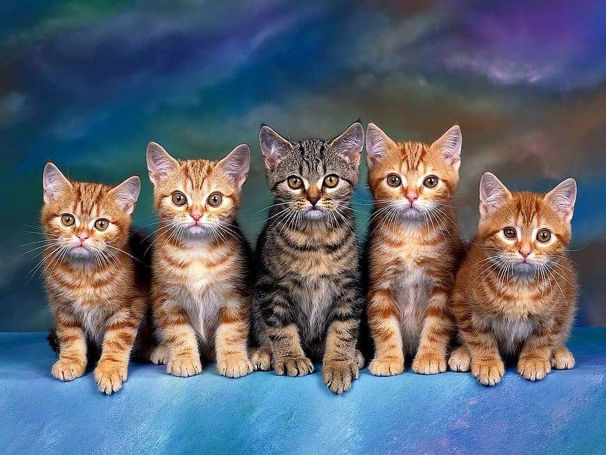 European kittens online puzzle