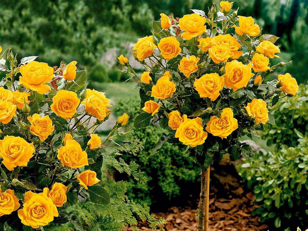 Оранжевая роза на стебле онлайн-пазл