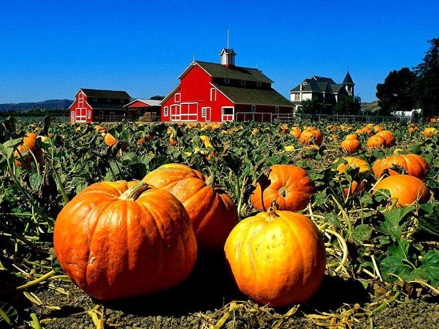 田舎のかぼちゃ風景 ジグソーパズルオンライン
