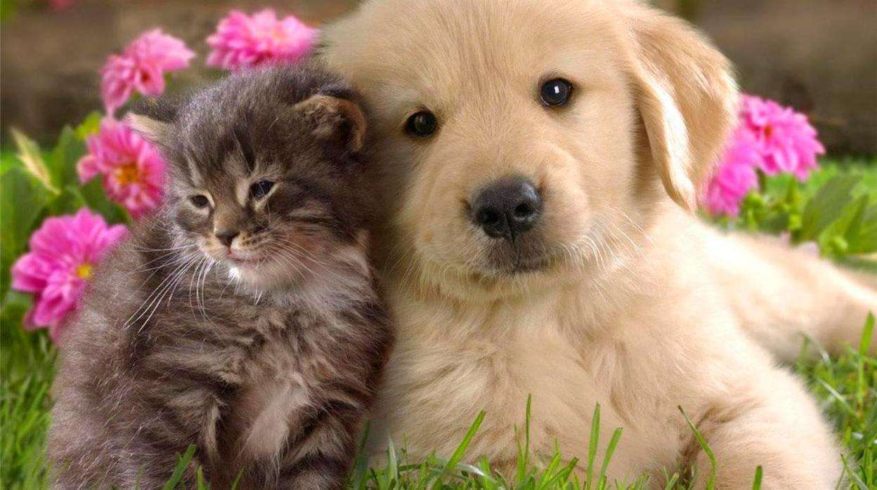 macska és kutya kirakós online