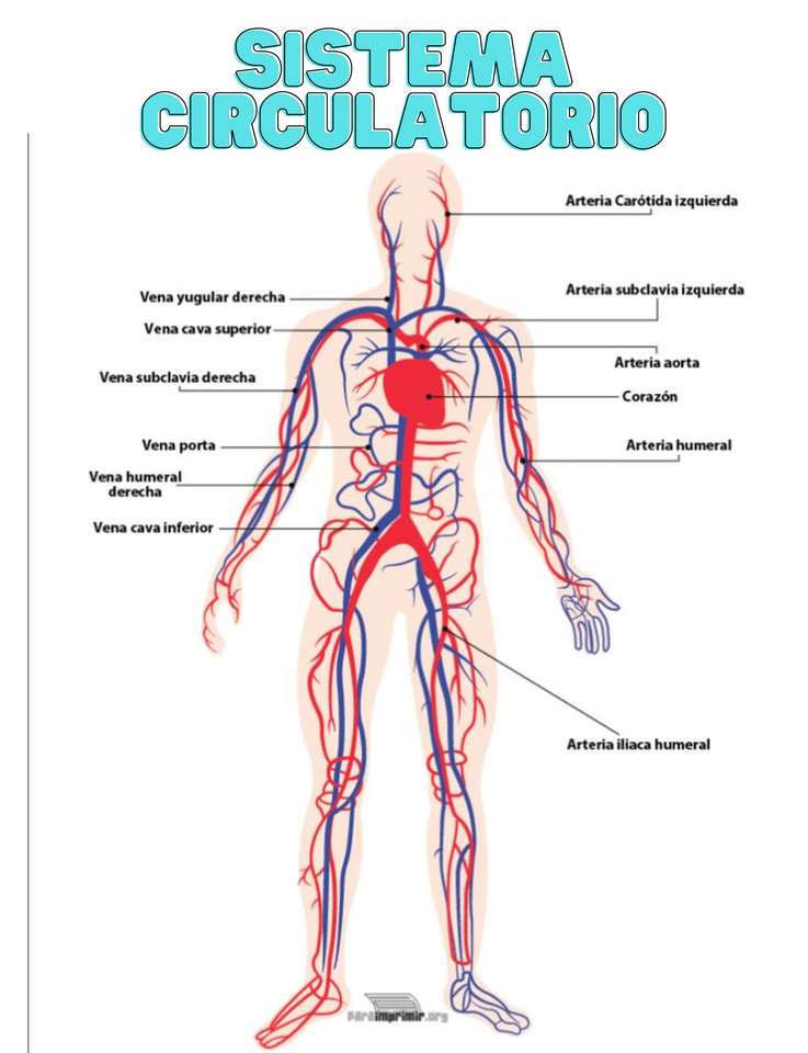 Circulatory system online puzzle