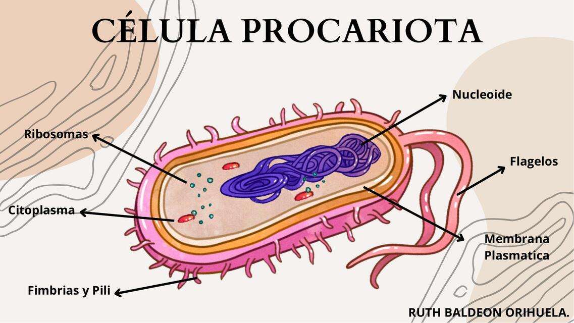 Prokaryotic cell online puzzle