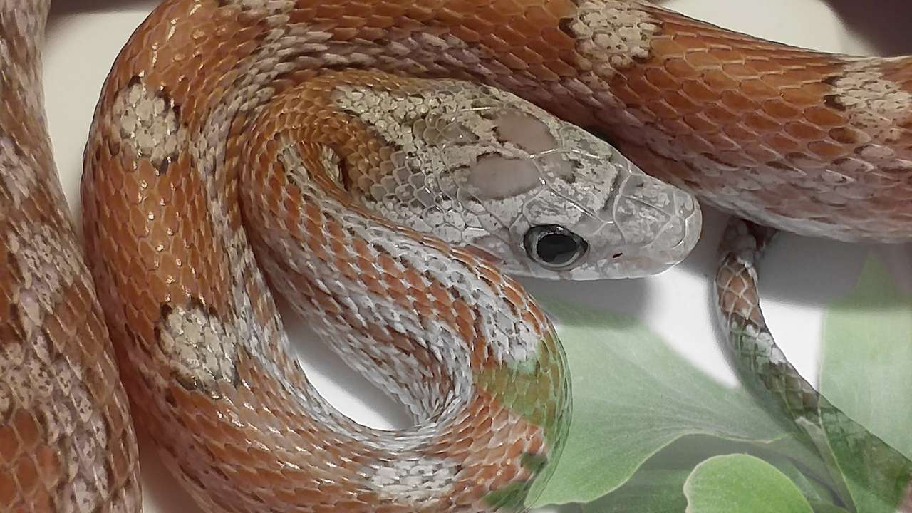 serpent des blés puzzle en ligne