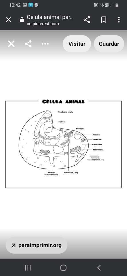 CELLA ANIMALE puzzle online