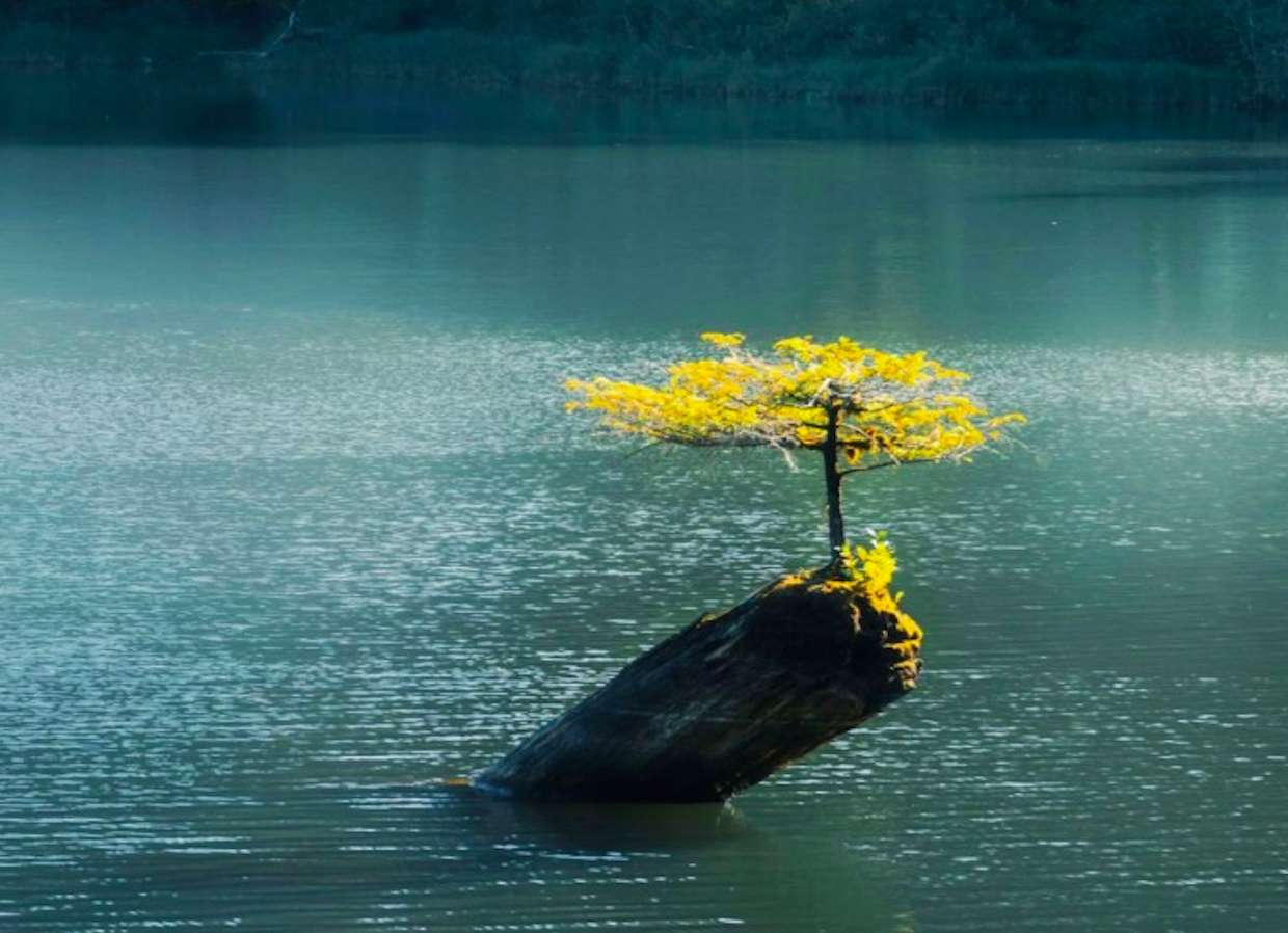 Μοντάνα - Το περίφημο Μπονσάι της Λίμνης Νεράιδων παζλ online