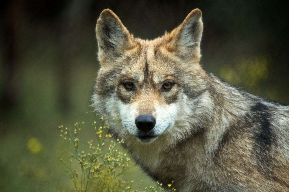 Mexican wolf jigsaw puzzle online